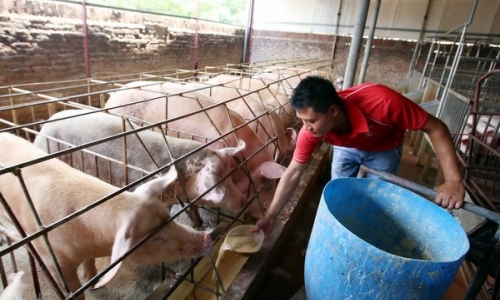 Người chăn nuôi e ngại tái đàn dù giá lợn có xu hướng tăng nhẹ